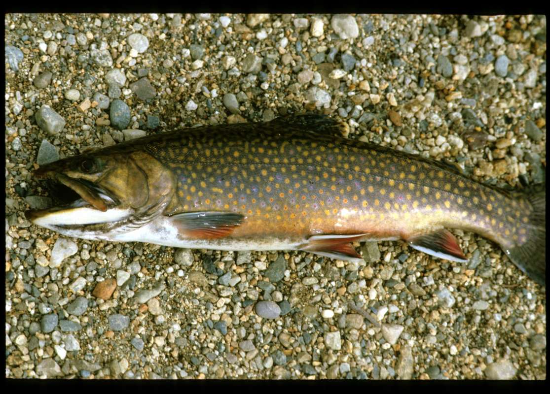 Recent Catch Of 3 Pounds<br>(Location of Picture: Mginnis Lake, Washington, USA)