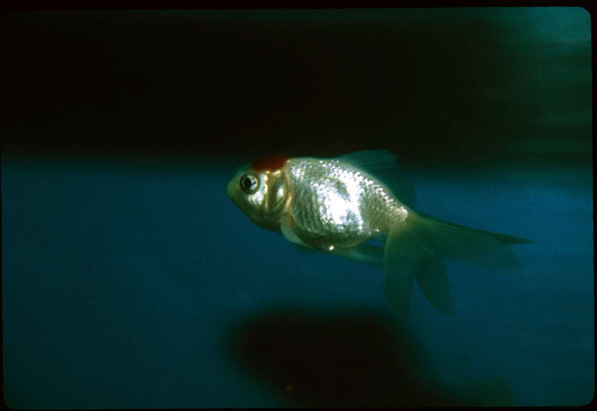 Aquarium View<br>(Location of Picture: Petstore, Gurnee, Illinois, USA)