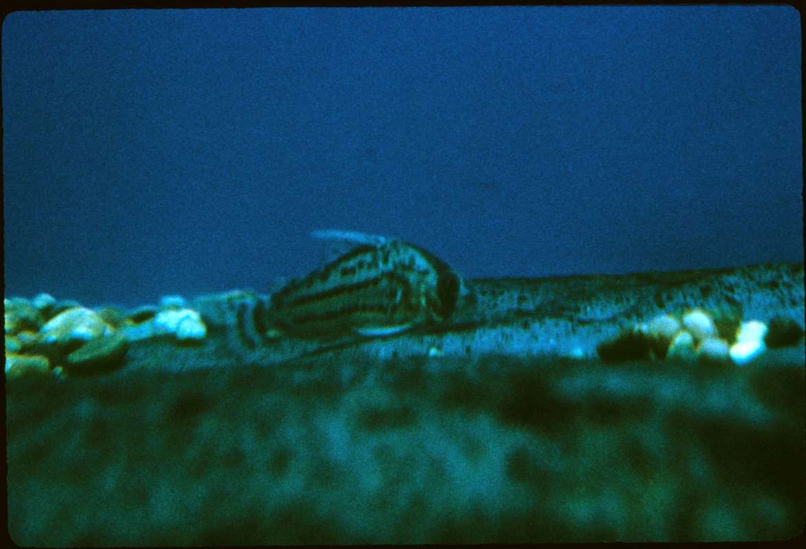 Aquarium View<br>(Location of Picture: Pet Store Gurnee, Illinois, USA)