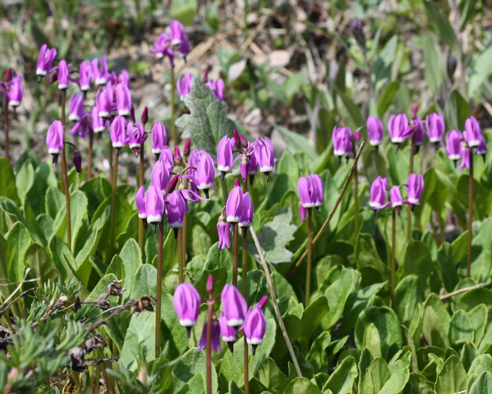 Habitat View<br>(Location of Picture: Near Fairbanks, Alaska, 2012)