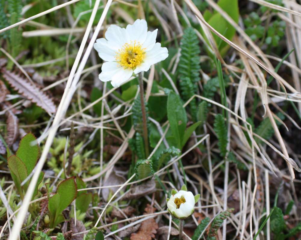 Flower - Front View<br>(Location of Picture: Near Fairbanks, Alaska, 2012)