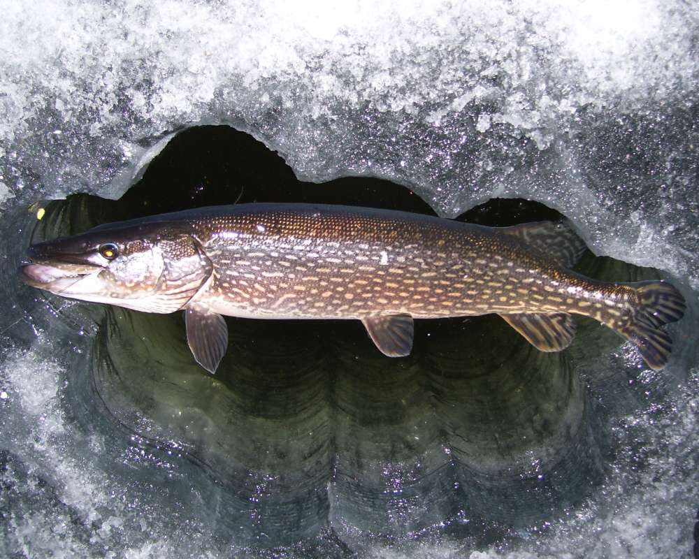 View through Ice<br>(Location of Picture: Near Fairbanks, Alaska, 2012)