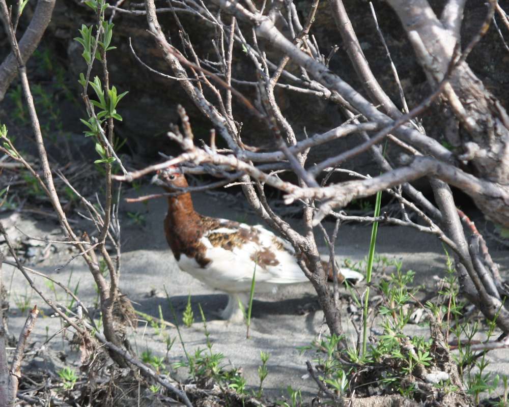 Habitat View - Changing Plumage<br>(Location of Picture: Near Fairbanks, Alaska, 2012)