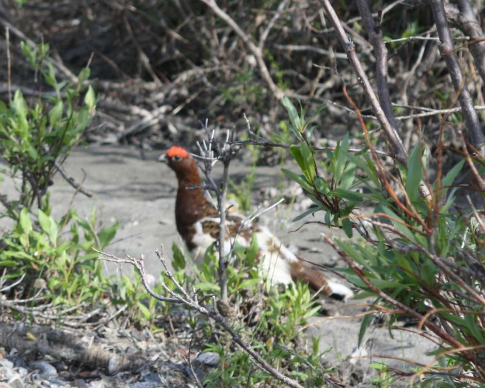 Habitat View - Changing Plumage<br>(Location of Picture: Near Fairbanks, Alaska, 2012)
