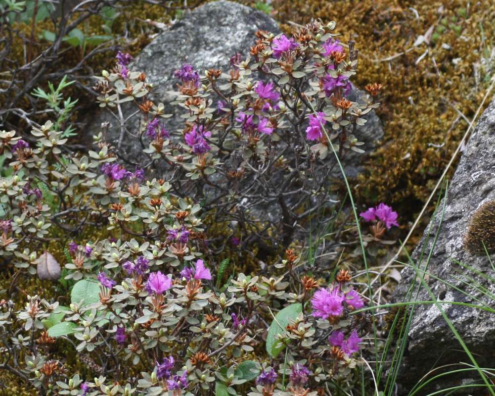 Top of Plant in Bloom<br>(Location of Picture: Near Fairbanks, Alaska, 2012)