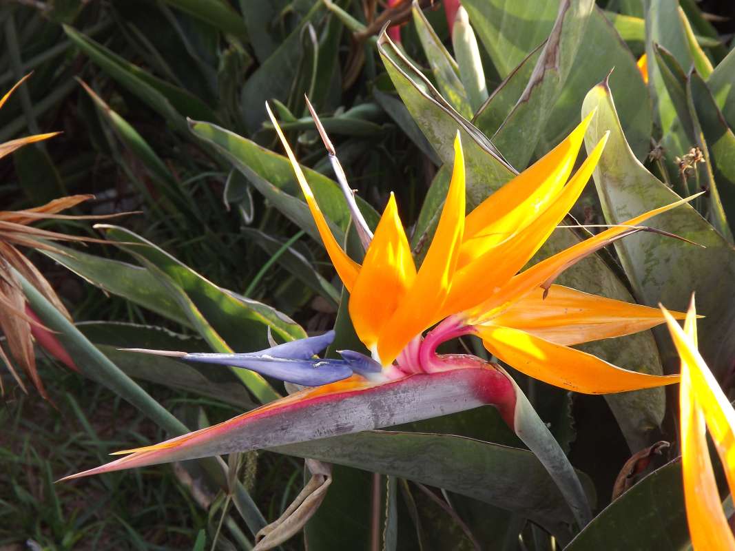 Flower - Side View<br>(Location of Picture: Ornamental, Lima, Peru, 2012)