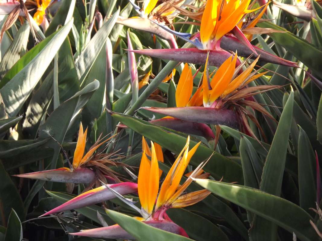 Flowers and Leaves<br>(Location of Picture: Ornamental, Lima, Peru, 2012)