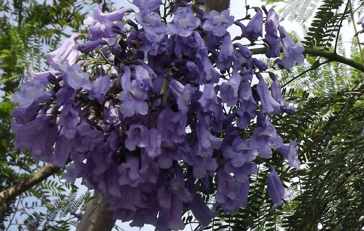 Flowers<br>(Location of Picture: Landscape, Lima, Peru, 2012)