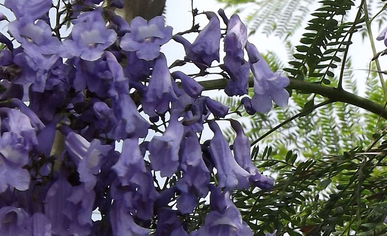 Flower - Close View<br>(Location of Picture: Landscape, Lima, Peru, 2012)