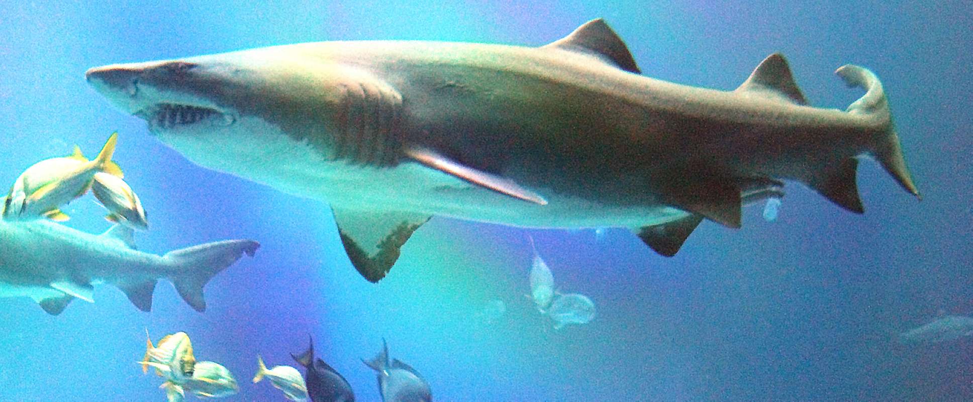 Aquarium View<br>(Location of Picture: Atlanta Aquarium, USA, 2012)