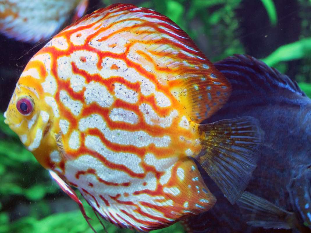 Aquarium View - Blue Hybrid<br>(Location of Picture: Atlanta Aquarium, USA, 2012)