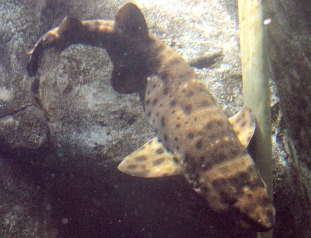 Aquairum View<br>(Location of Picture: Atlanta Aquarium, USA, 2011)