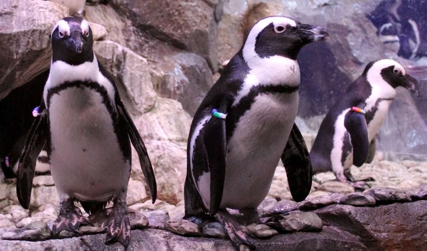 Close up of two examples<br>(Location of Picture: Atlanta Aquarium, USA, 2012)