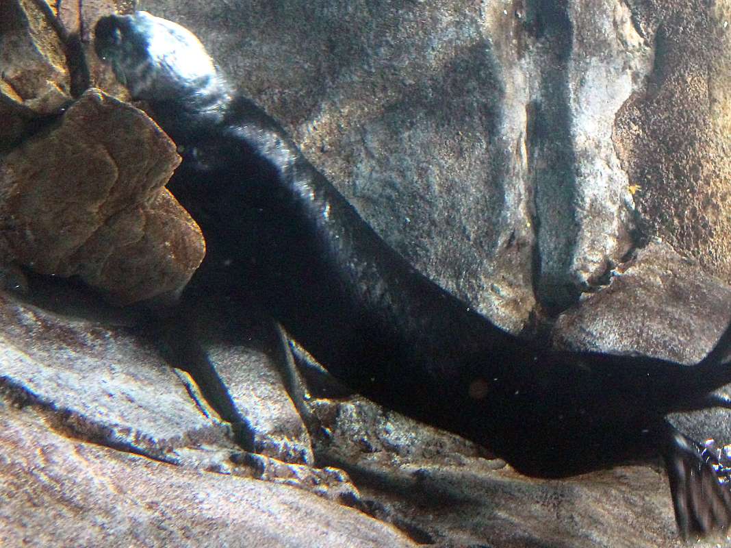 Aquarium View<br>(Location of Picture: Atlanta Aquarium, Georgia, USA, '12)