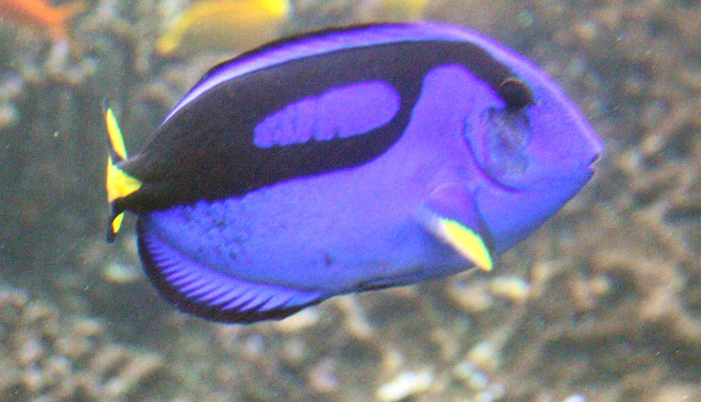 Aquarium View<br>(Location of Picture: Atlanta Aquarium, USA, 2012)