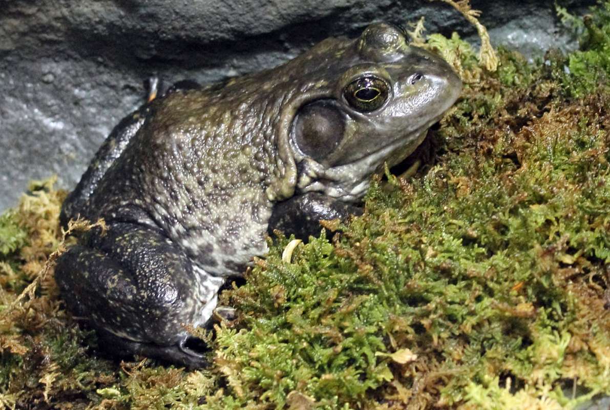 Adult - Side View - Zoo Image<br>(Location of Picture: Atlanta Aquarium, USA, 2012)