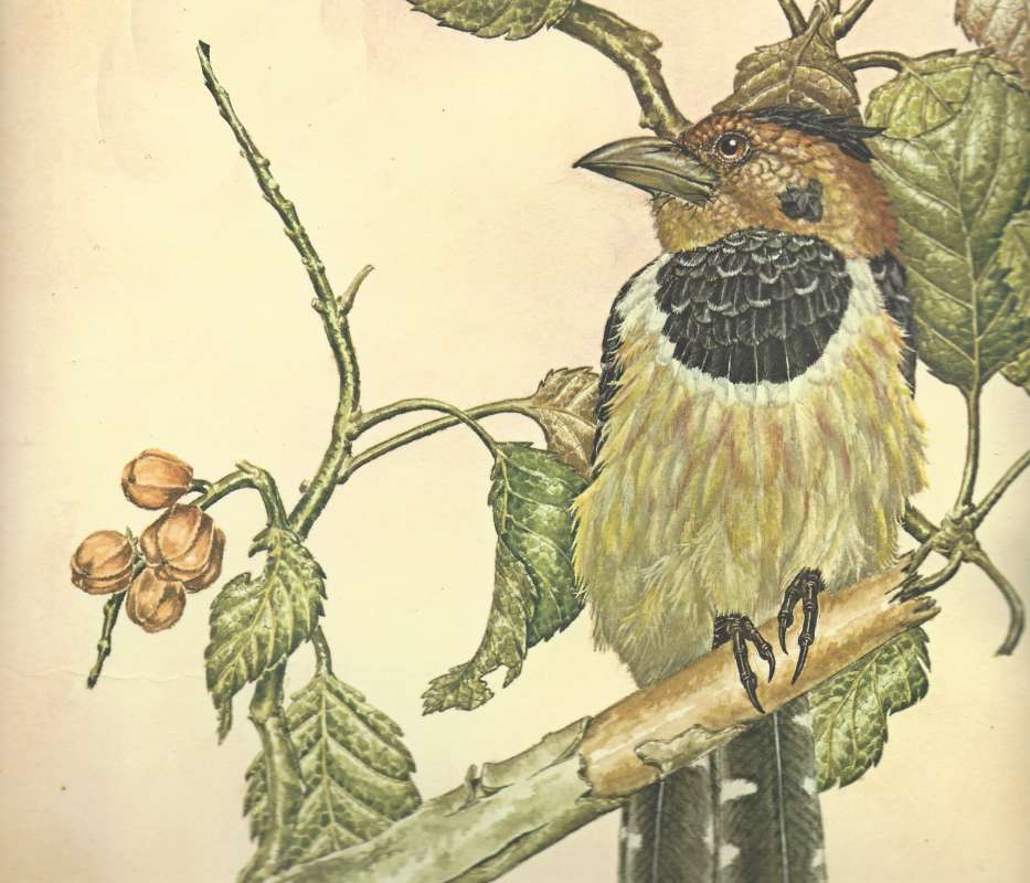Front View<br>(Origin of the Specimen: Painting -)