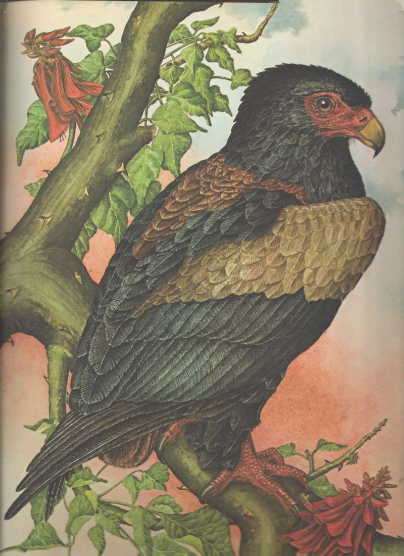 Front View<br>(Location of Picture: Fort Worth Zoo, Texas, USA, 2009)<br>(Origin of the Specimen: Painting)