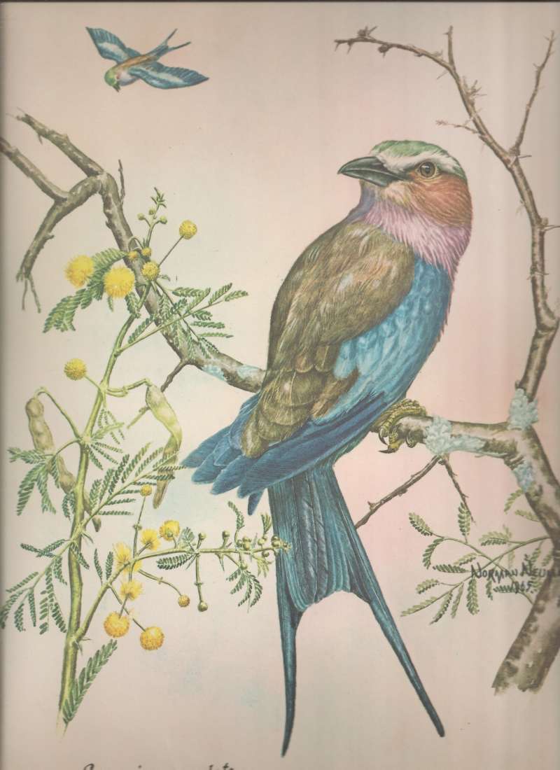 Forked Tail and Lilac Breast<br>(Origin of the Specimen: Color Painting)<br>(Origin of the Specimen: Painting)