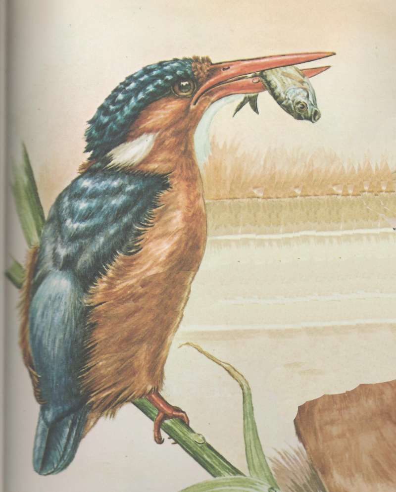 Side Vier with Fish<br>(Origin of the Specimen: Painting)