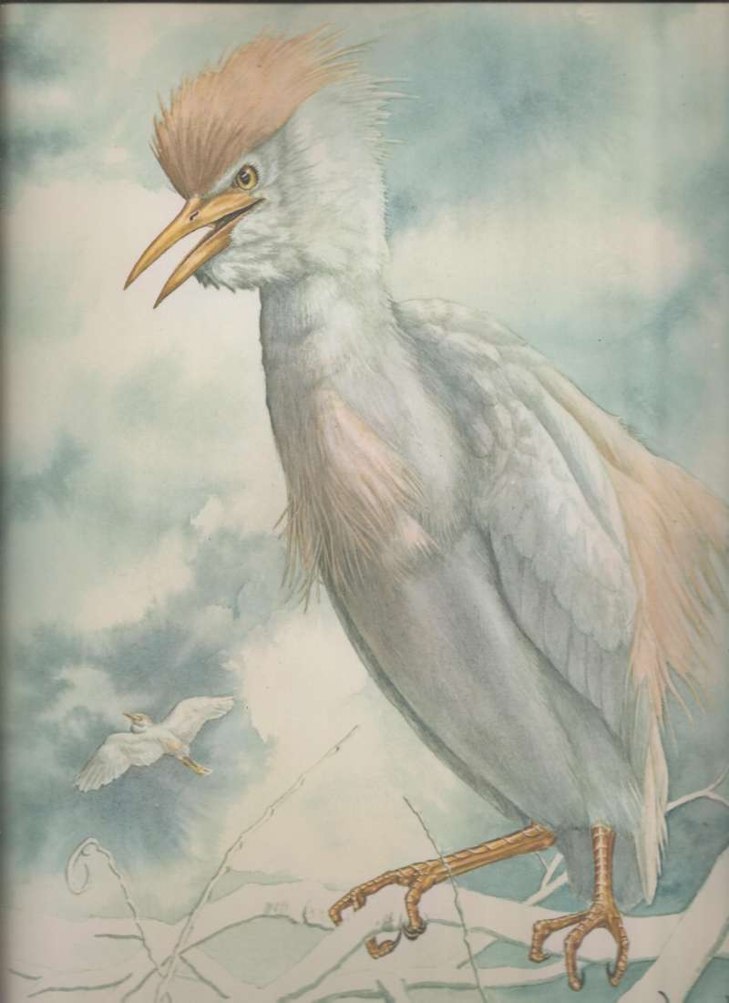 Subspecies ibis<br>(Origin of the Specimen: Painting)