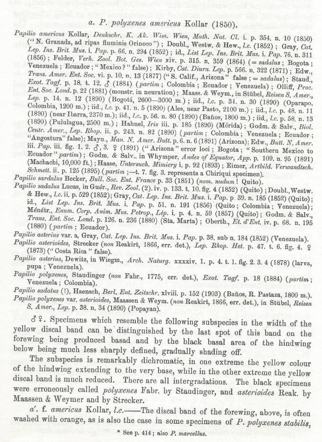 Papilio polyxenes americus - Text - A<br>(Origin of the Specimen: Rothschild and Jordan - 1906)