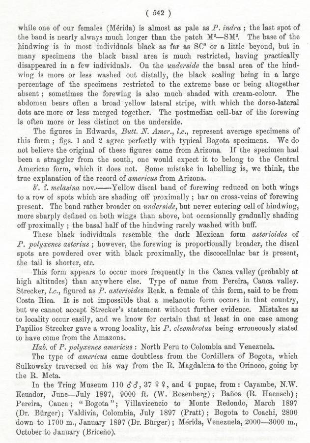 Papilio polyxenes americus - Text - B<br>(Origin of the Specimen: Rothschild and Jordan - 1906)