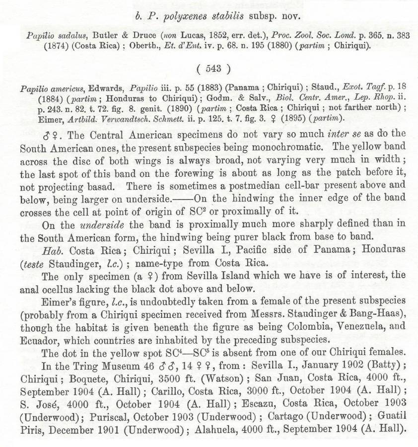 Papilio polyxenes stabilis - Text<br>(Origin of the Specimen: Rothschild and Jordan - 1906)