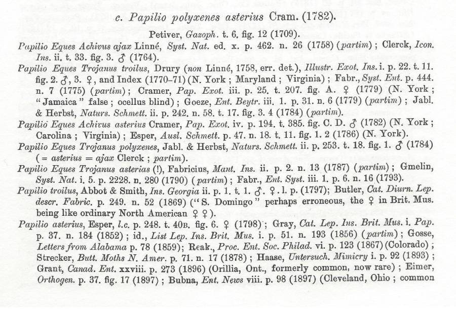 Papilio polyxenes ssp asterius - Part A<br>(Origin of the Specimen: Rothschild and Jordan - 1906)