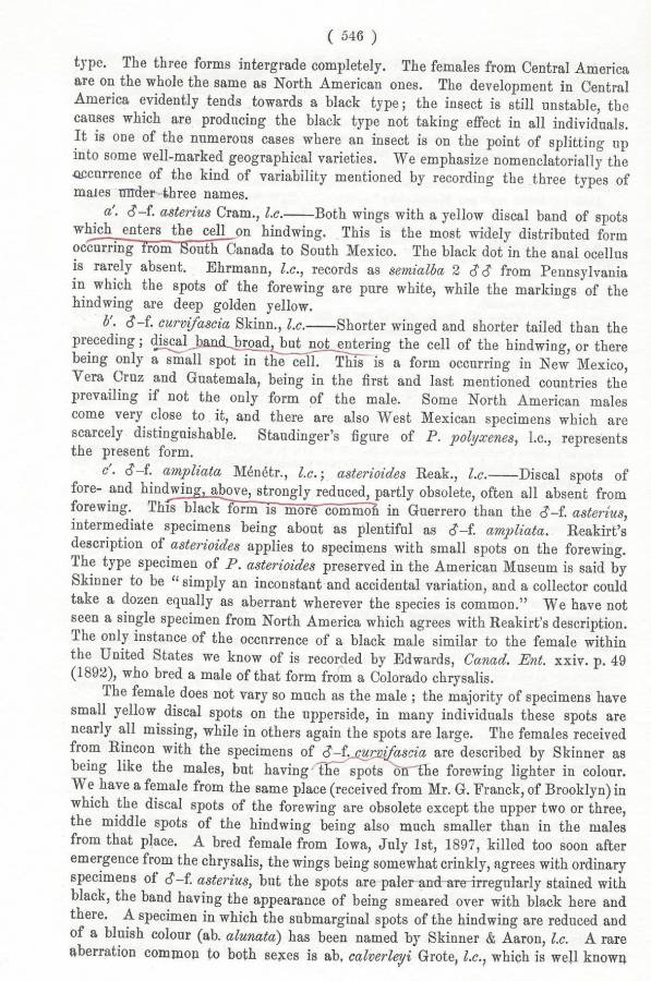 Papilio pllyxenes ssp  asterius - Part-D<br>(Origin of the Specimen: Rothschild and Jordan - 1906)