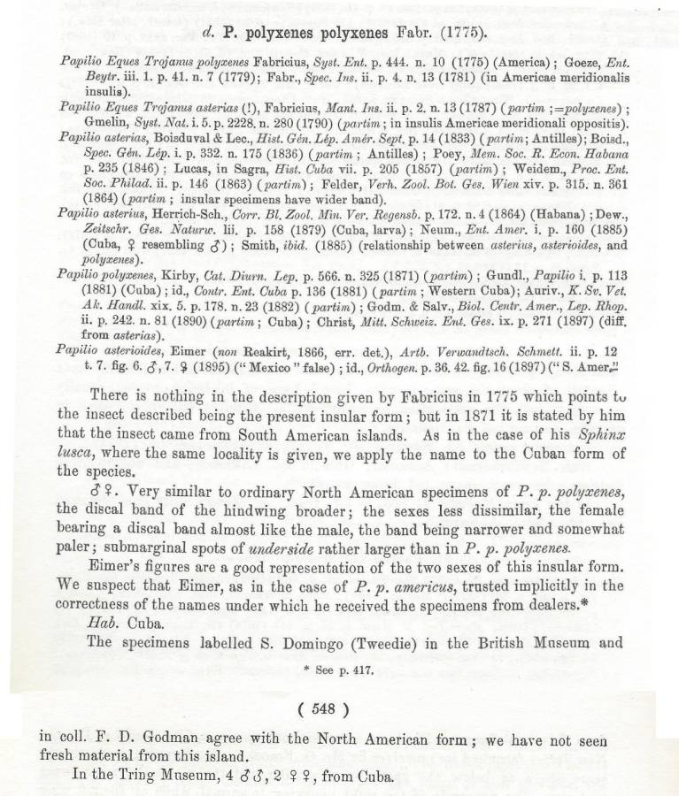 Papilio polyxens polyxenes - Text<br>(Origin of the Specimen: Rothschild and Jordan - 1906)