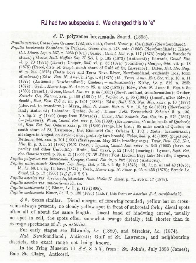 Papilio polyxenes ssp brevicauda<br>(Origin of the Specimen: Rothschild and Jordan 1906)