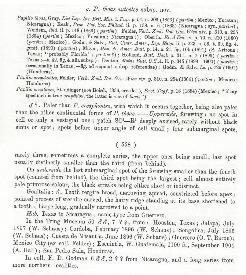 Papilio thoas autocles - ssp Text<br>(Origin of the Specimen: Rothschild and Jordan - 1906)