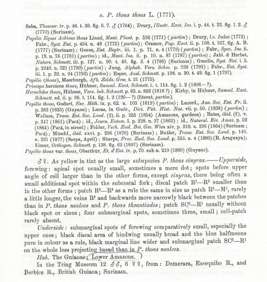 Papilio thoas thoas text<br>(Origin of the Specimen: Rothschiuld and Joran - 1906)