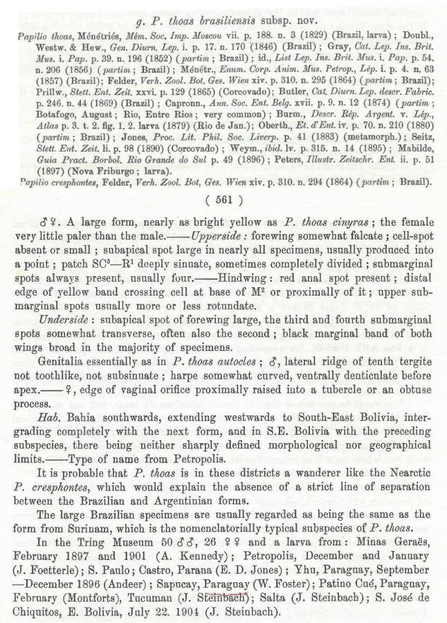 Papilio thoas brasiliensis<br>(Origin of the Specimen: Rothschild and Jordan - 1906)
