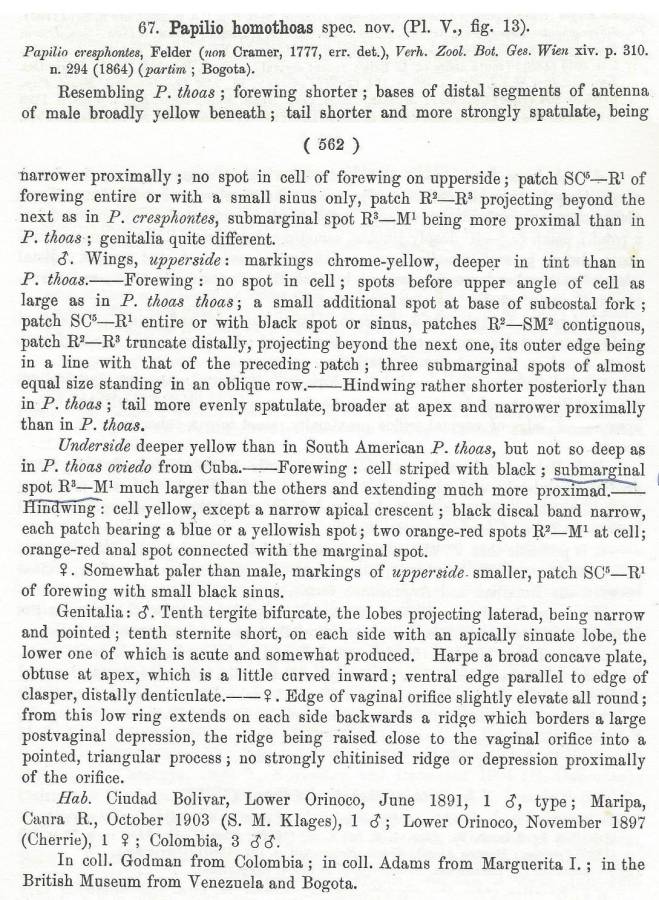Species description<br>(Origin of the Specimen: Rothschild and Jordan - 1906)