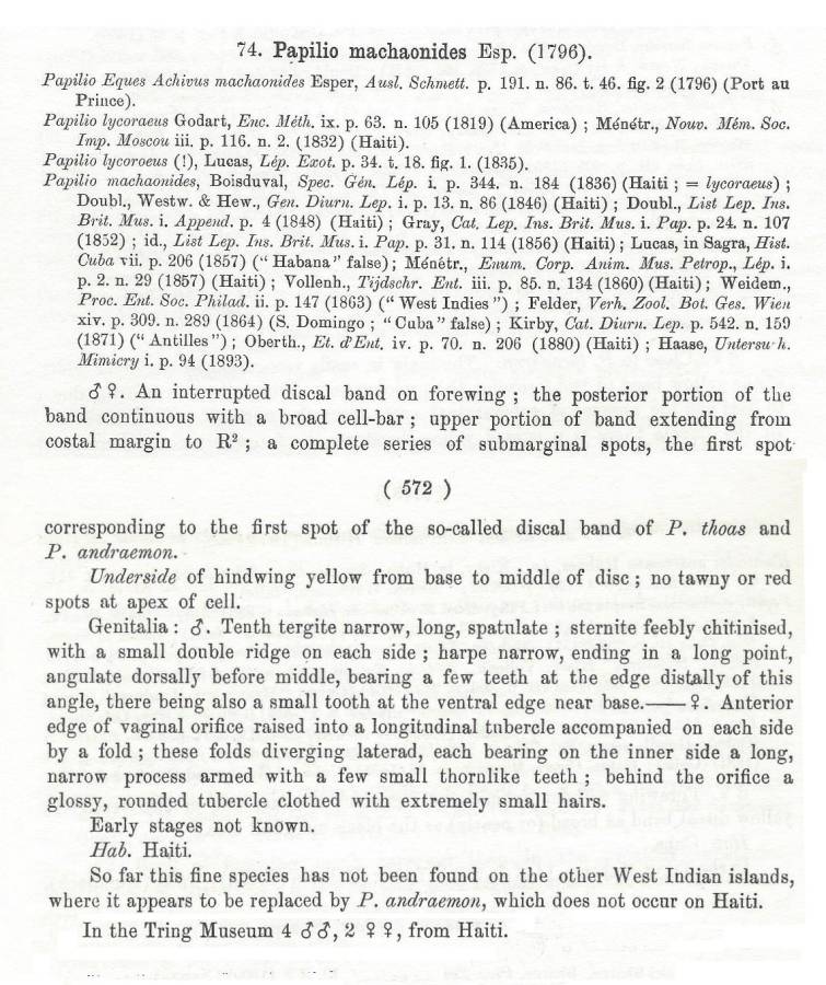 Papilio machaonides - Text<br>(Origin of the Specimen: Rothschild and Jordan - 19096)