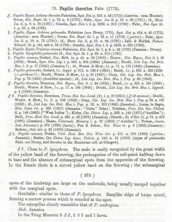 Papilio thersites - Species Text<br>(Origin of the Specimen: Rothschild and Jordan - 1906)