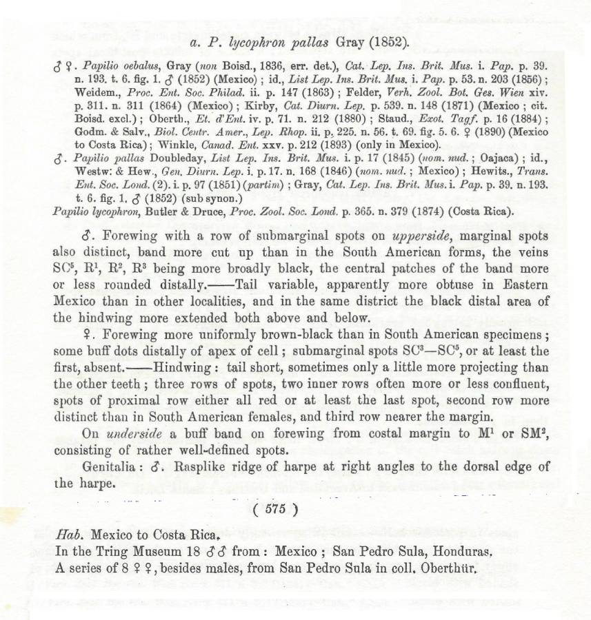 P. lycophron pallus Text<br>(Origin of the Specimen: Rothschild and Jordan - 1906)