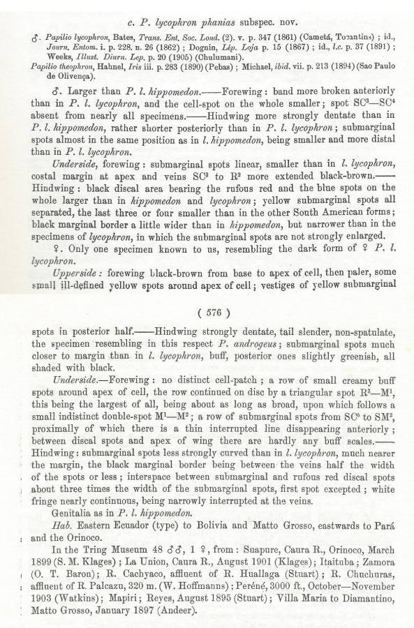 Subspecies phanias text<br>(Origin of the Specimen: Rothschild and Jordan - 1906)