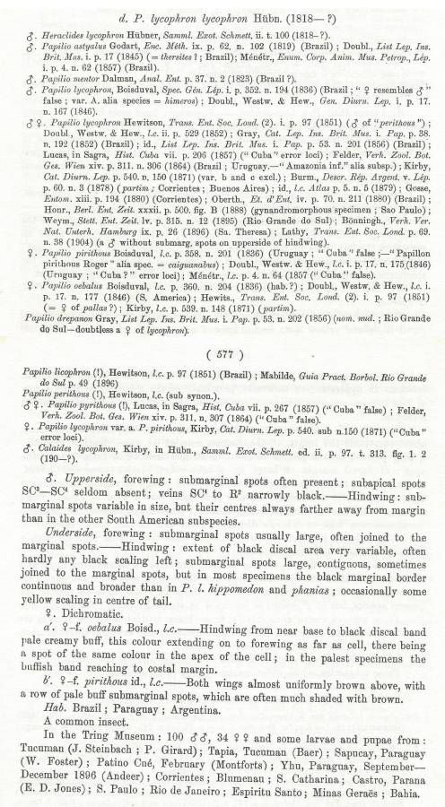 Nominate subspecies lycophron Text<br>(Origin of the Specimen: Rothschildl and Jordan - 1906)