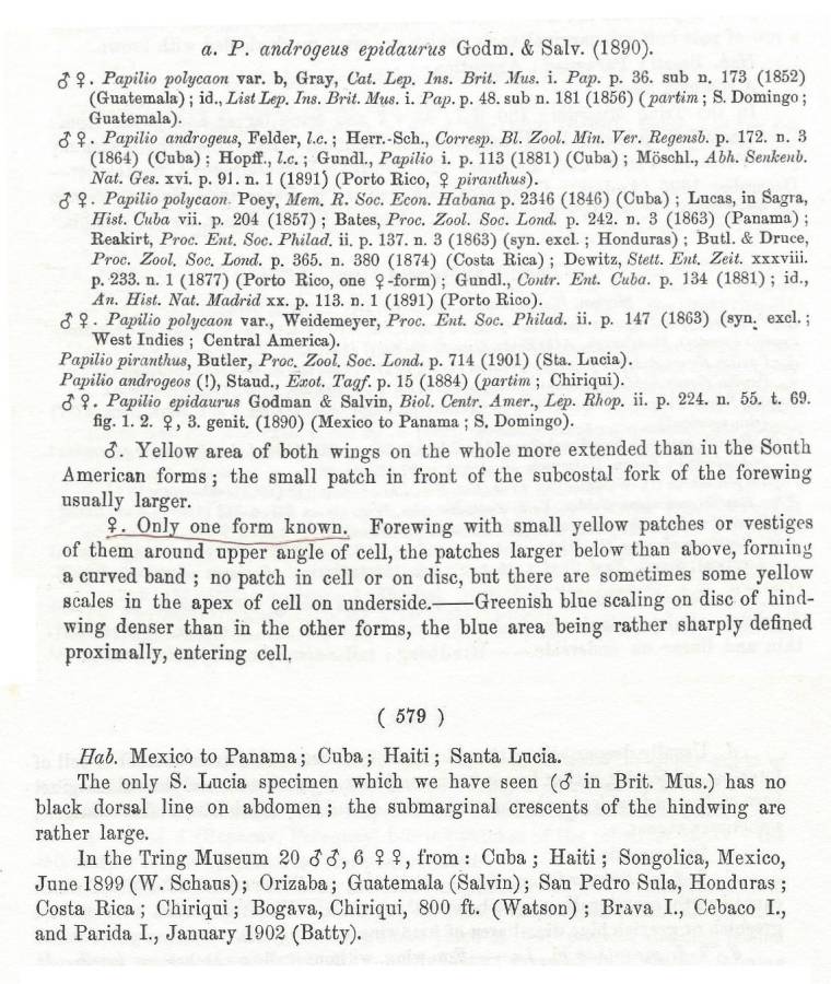 Text for Subspecies epidaurus<br>(Origin of the Specimen: Rothschildl and Jordan - 1906)