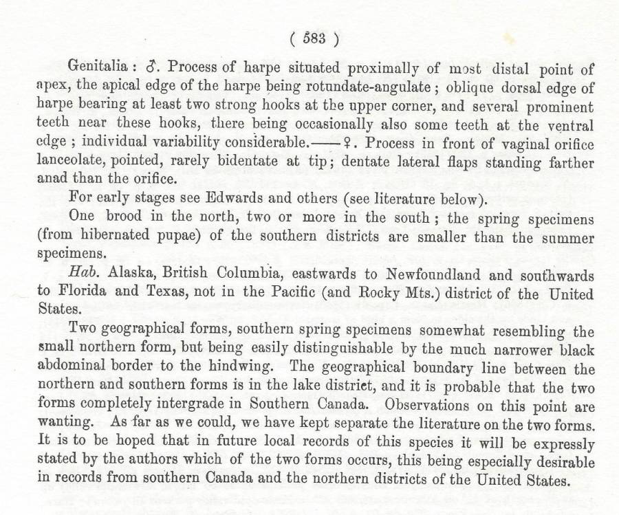 Papilio glaucus - Species Text-B<br>(Origin of the Specimen: Rothschild and Jordan)