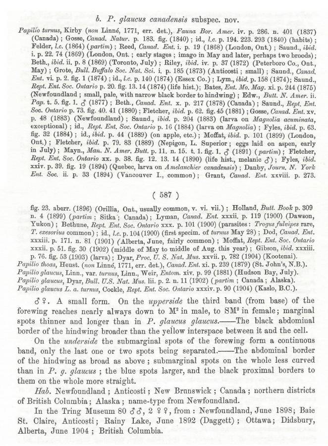 Papilio canadensis - Species Text<br>(Origin of the Specimen: Rothschild andf Jordan - 1906)