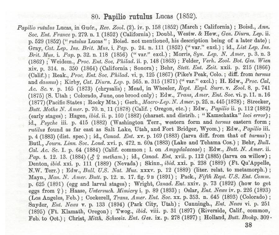 Papilio rutulus - Species Text -A<br>(Origin of the Specimen: Rothschild and Jordan - 1906)