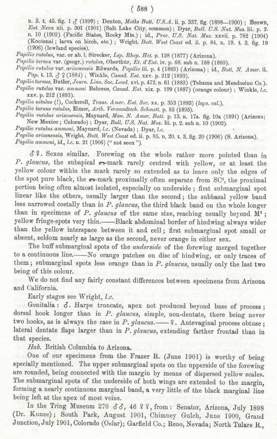 Papilio rutulus - Species Text-B<br>(Origin of the Specimen: Rothschild and Jordan - 1906)