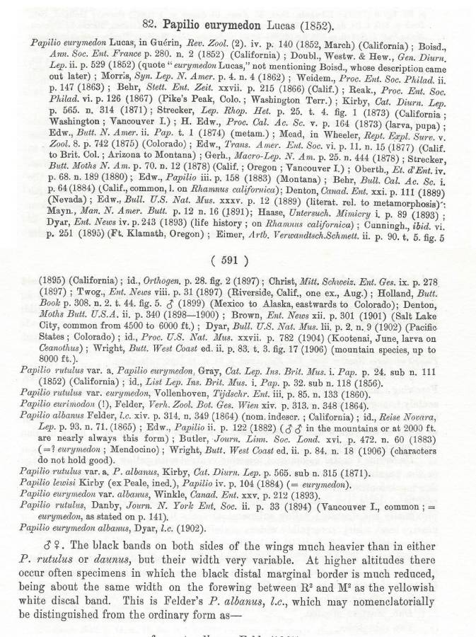 Papilio eurymedon - Species Text<br>(Origin of the Specimen: Rothsschild and Jordan - 1906)