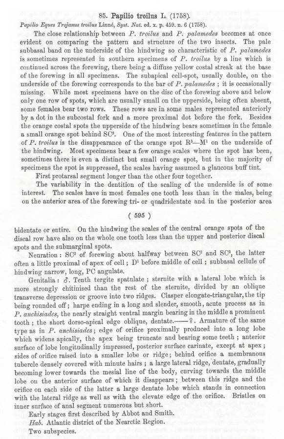 Papilio troilus - Species Text<br>(Origin of the Specimen: Rothschld and Jordan - 1906)