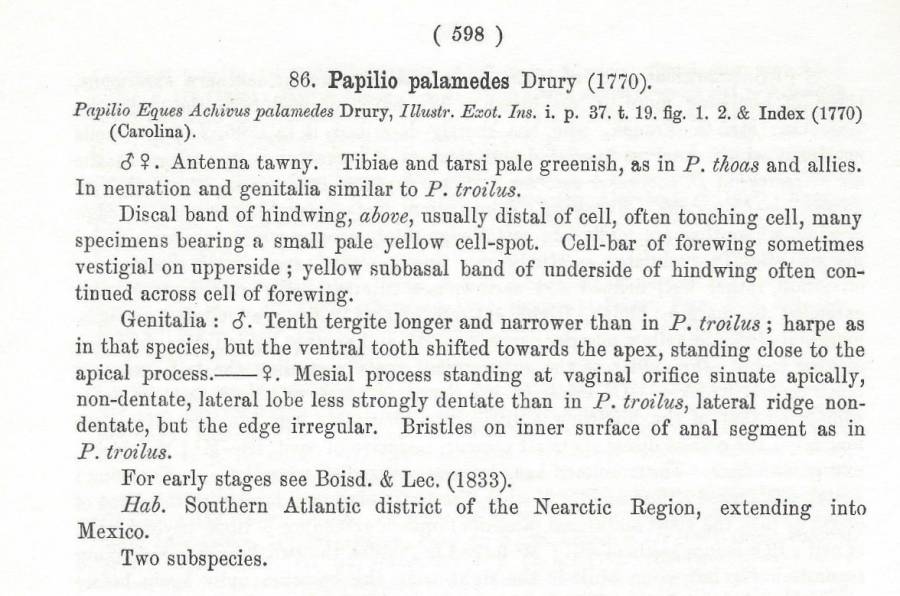 Papilio palamedes - Species Text<br>(Origin of the Specimen: Rothschild and Jordan)