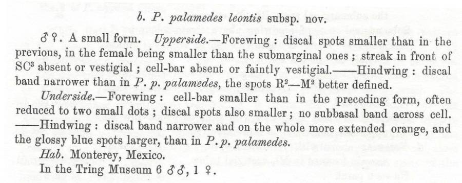 Papilio palamedes ssp leontius - Subspecies Text<br>(Origin of the Specimen: Rothschid and Jordan - 1906)